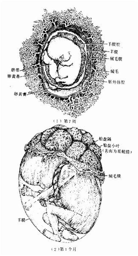 胎盤母體面|胚胎學/胎盤